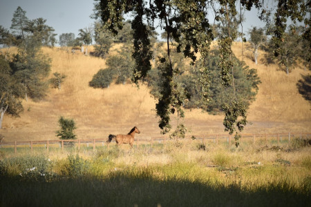 Ghost Mustang Photo #1