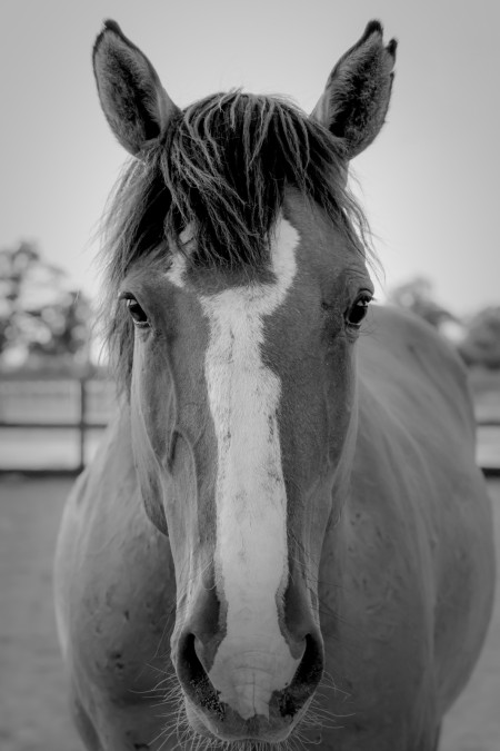 Ghost Mustang Photo #15