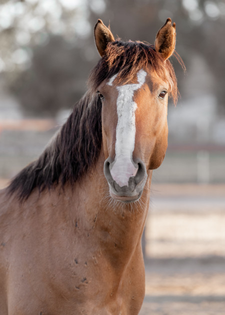 Ghost Mustang Photo #14