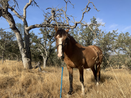 Ghost Mustang Photo #8