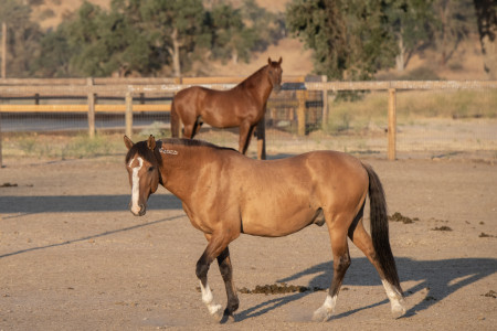 Ghost Mustang Photo #9