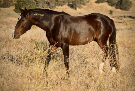 GQ Mustang Photo #2