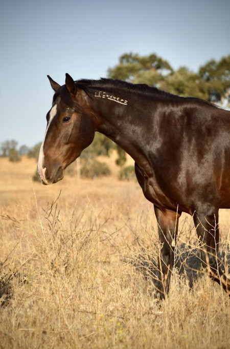 GQ Mustang Photo #1