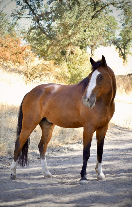 Jimmy Mustang Photo #3