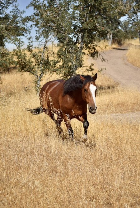 Jimmy Mustang Photo #2