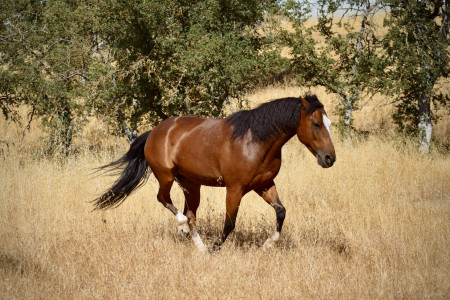 Jimmy Mustang Photo #1