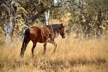 Bowie Mustang Photo #3