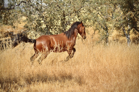 Bowie Mustang Photo #1