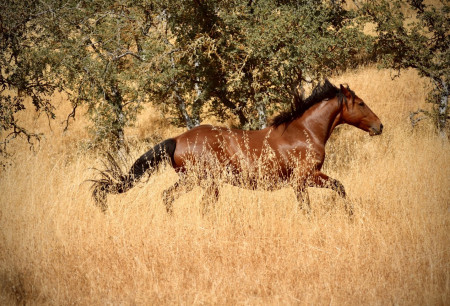 Bowie Mustang Photo #2