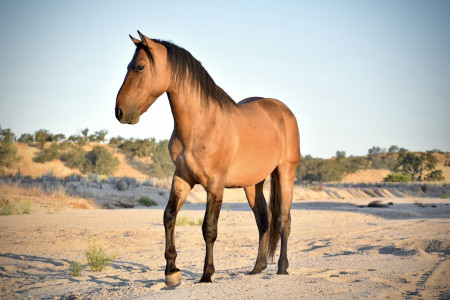 Mojave Mustang Photo #2