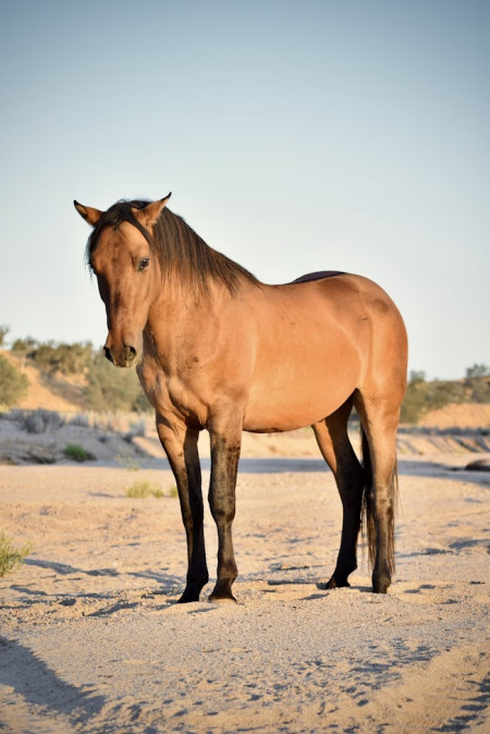 Mojave Mustang Photo #3