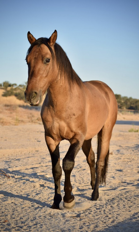 Mojave Mustang Photo #1
