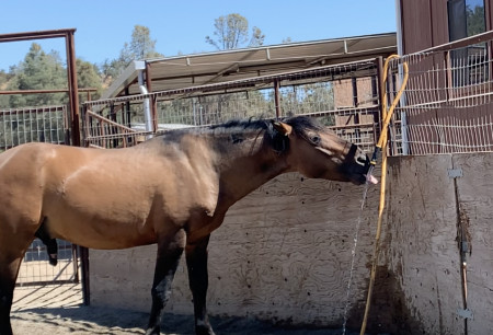 Mojave Mustang Photo #4