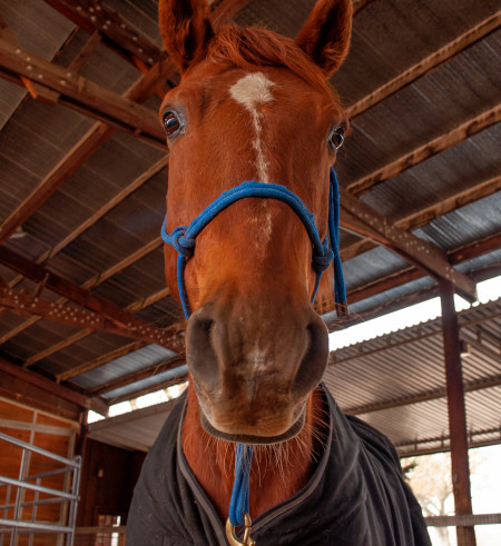Peacemaker Mustang Photo #3