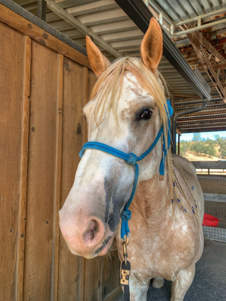 Reveille (Rev) Mustang Photo #10