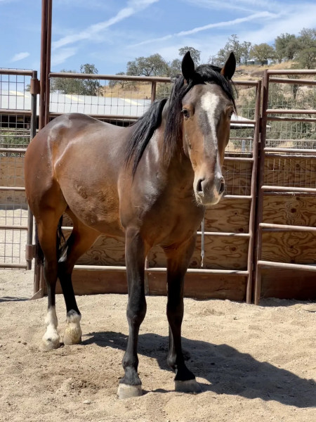 Snickers Mustang Photo #4