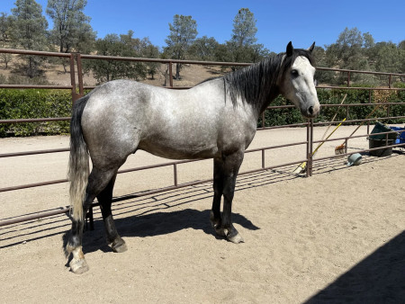 Troubadour Mustang Photo #7