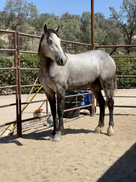 Troubadour Mustang Photo #10