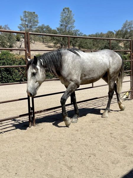 Troubadour Mustang Photo #9