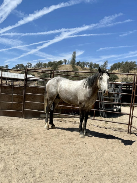 Troubadour Mustang Photo #11