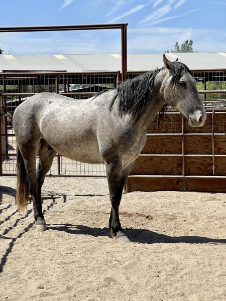 Bandero Mustang Photo #4