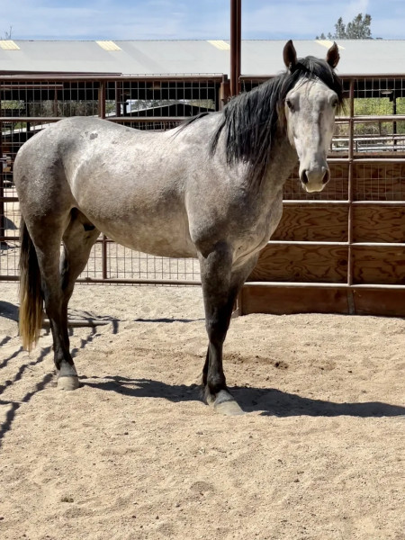 Bandero Mustang Photo #5