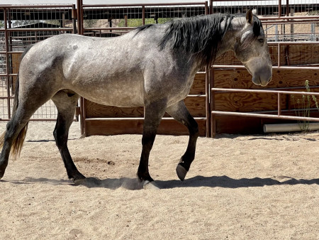 Bandero Mustang Photo #8