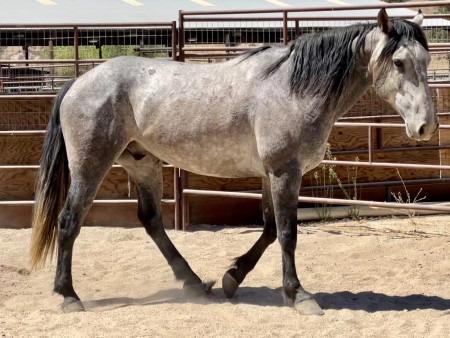 Bandero Mustang Photo #9