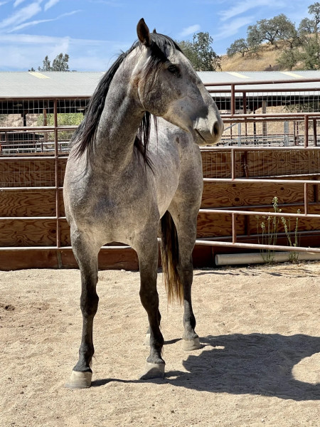 Bandero Mustang Photo #6