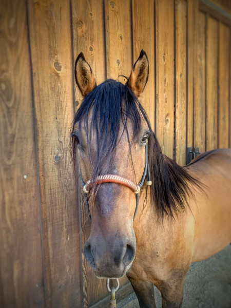 Mojave Mustang Photo #7