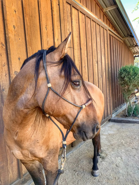 Mojave Mustang Photo #6