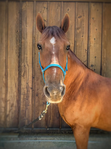 Peacemaker Mustang Photo #5