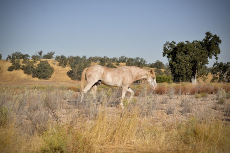 Reveille (Rev) Mustang Photo #2