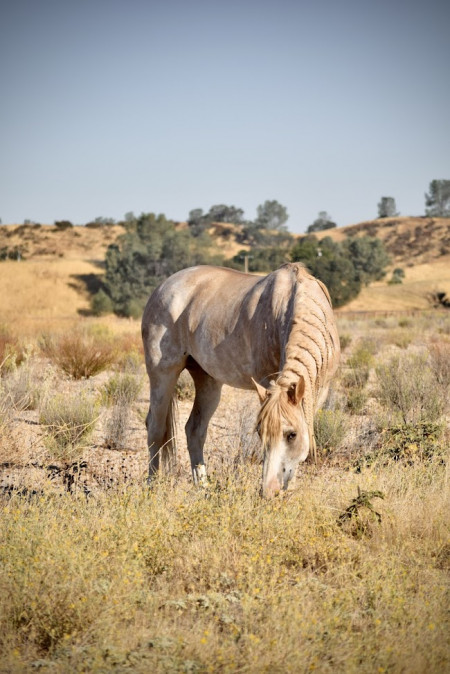 Reveille (Rev) Mustang Photo #4