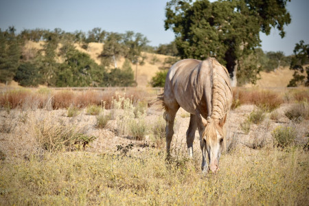 Reveille (Rev) Mustang Photo #1