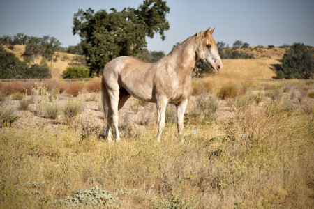 Reveille (Rev) Mustang Photo #3