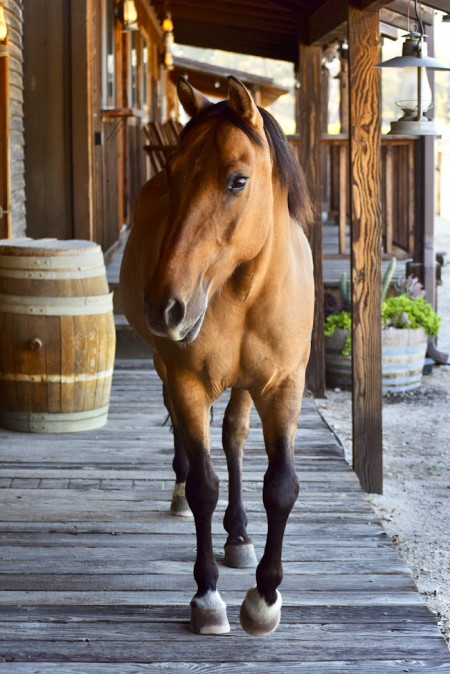 Safari Mustang Photo #3