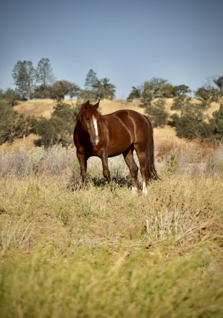 Stetson Mustang Photo #3