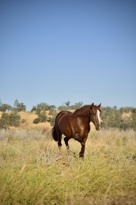Stetson Mustang Photo #2