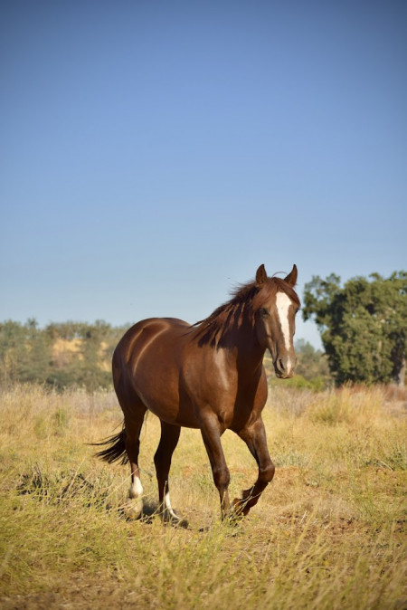 Stetson Mustang Photo #1