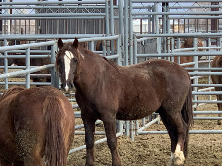 Stetson Mustang Photo #5