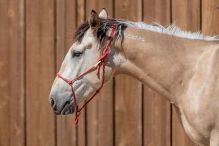 Sundance Mustang Photo #2