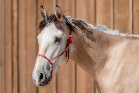 Sundance Mustang Photo #4