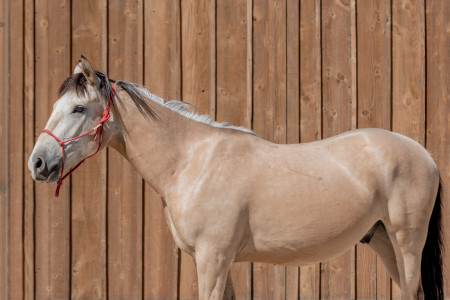 Sundance Mustang Photo #3