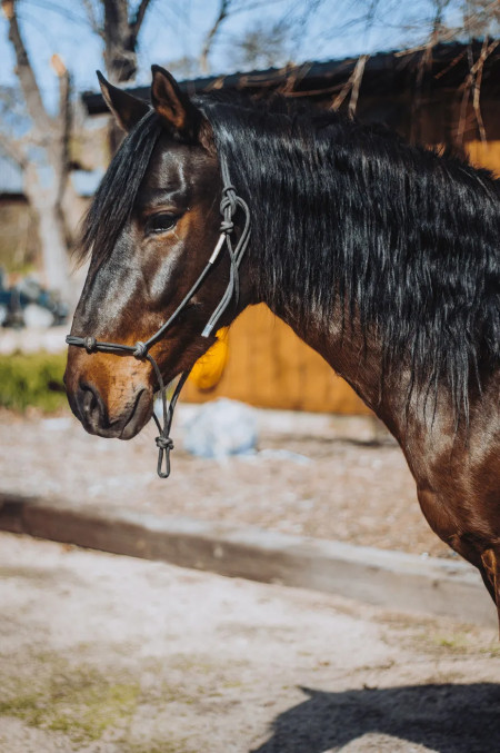 Suave Mustang Photo #1