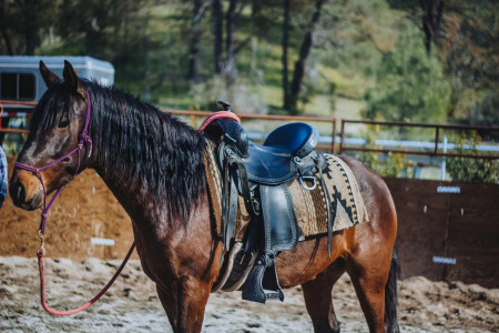 Suave Mustang Photo #5