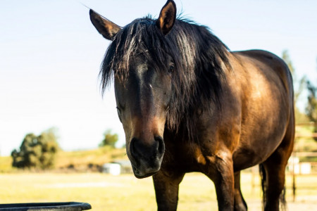 Suave Mustang Photo #6