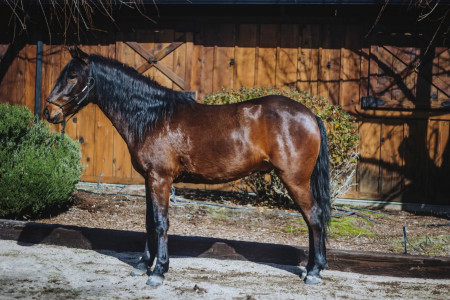 Suave Mustang Photo #2