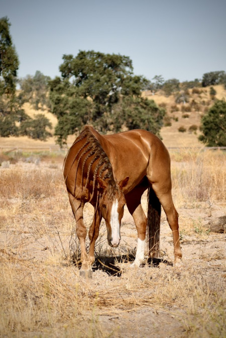 Tango Mustang Photo #5