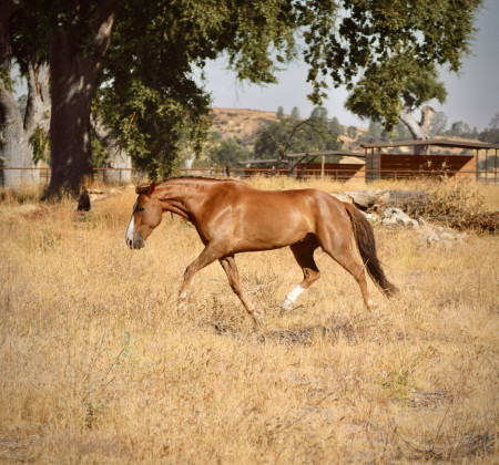 Tango Mustang Photo #6